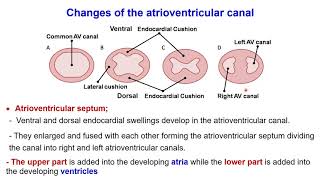 Development congenital heart Interatrial septum Interventricular septum Bulbus cordis Sinus venosus [upl. by Danete335]