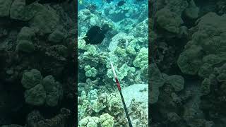 Spearfishing Dos and Donts  Shoot at an Angle on Fish Moving Away  Big Island of Hawaii [upl. by Harsho]