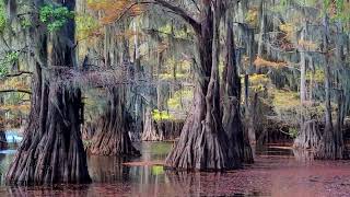 Caddo Lake Autumn 2024 Workshop Video [upl. by Atirrehs]