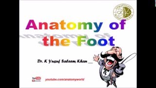 Anatomy  FOOT  Dr Yusuf [upl. by Rodmun394]