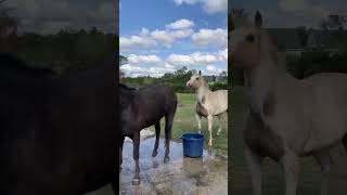 Horse is the best🥰funny funnyanimal funnyshorts funnypet pets horse horselovers funnymemes [upl. by Finnie]