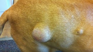 Dog Cysts Cyst Removal on Dogs Biggest Cysts [upl. by Notaes]