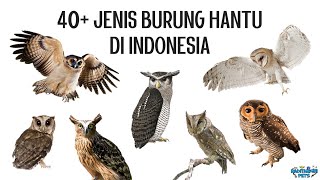 40 Jenis Burung Hantu di Indonesia [upl. by Netsud614]