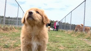 Meet Nova Scotias canine ambassador the Duck Toller [upl. by Eimaral473]