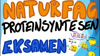 Naturfag muntlig eksamen  Proteinsyntesen [upl. by Eugeniusz]