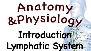 Lymphatic System  Introduction To The Lymphatic System 1501 [upl. by Marcie]