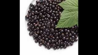 Black Currant Benefits [upl. by Cornwall]