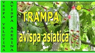 TRAMPA PARA AVISPA ASIATICA [upl. by Rakso]