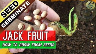 How To Grow Jackfruit Tree From Seed  Jack Fruit Seed Germination with Result [upl. by Arturo236]