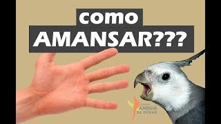 Algumas dicas de como amansar sua calopsita [upl. by Caneghem]