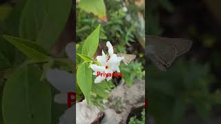 Night flowering jasmine garden buterflyshortvideo nature 🤍✅ [upl. by Morie]