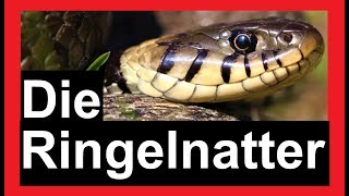 Schlangen in Deutschland  Die Ringelnatter  Reptilien und Amphibien Folge 1 [upl. by Letisha256]