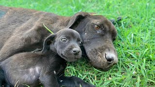 The innocent puppy didnt know his mother was crying because of him [upl. by Zandt]