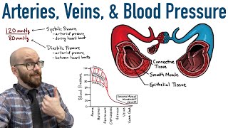 Arteries Veins and Blood Pressure [upl. by Budwig546]