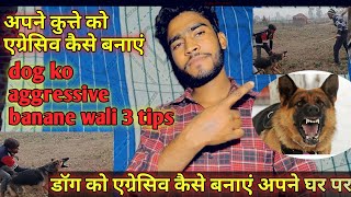 worlds biggest gsd  aggressive GSD Barking on cows कुत्ते को सीखने के 3 तरीके dog germanshepherd [upl. by Arabelle535]