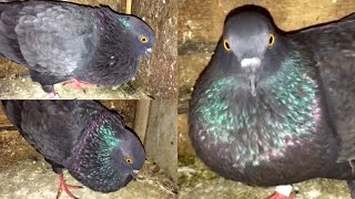 Male Pigeon Calling Female Pigeon  Pigeon Crying Cooing Sound  Black Pigeon [upl. by Lovich804]