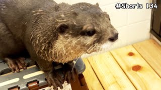 An otter observing a human playing with an otter Shorts [upl. by Aneehsar629]