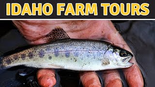 A Fish Lovers Dream Come True 4 Days Exploring Idaho Trout and Sturgeon Fish Farms [upl. by Sitruc]