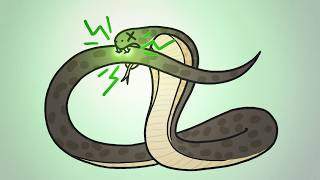 Why Dont Snakes Poison Themselves [upl. by Rotce]