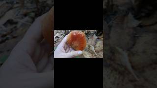 Fistulina hepatica  Cruda o cotta mushroom funghi mushrooms [upl. by Nama]