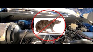 Getting Rid of Rats and Mice in Your Engine Bay [upl. by Atina]