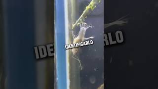 Caracol Conejo ¡Comiendo Guppy🐠🐚 bettafishtanks aquariumtanks pez peces acuario Rabbitsnail [upl. by Worrad7]