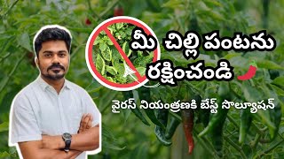 🌶 మిరప పంటలో వైరస్ నియంత్రణ  Best Bio Fertilizers amp Pesticides [upl. by Schluter]