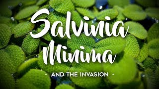 Salvinia Minima Invasion [upl. by Ahsoem]