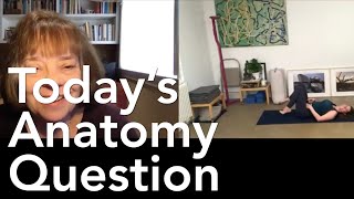 Todays Anatomy Question 57 What should I do with my feet in Upward Facing Bow pose 1830 [upl. by Asseret]