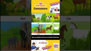 Types of Consumers  Consumers Carnivores Omnivores amp Herbivores  Learn Biology with Home Revise [upl. by Willabella]