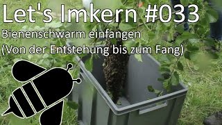 Lets Imkern  033  Bienenschwarm einfangen Von der Entstehung bis zum Fang [upl. by Artinahs]