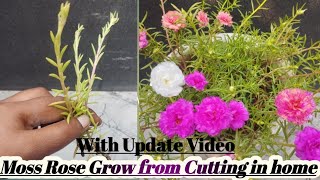 How to grow Moss Rose Plant from cutting  Moss rose  Portulaca [upl. by Alrich]