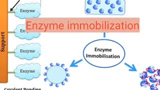 Enzyme immobilization [upl. by Eiramaliehs]