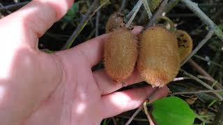 KIWI Actinidia Deliciosa  Rezistente la Ger [upl. by Meehan429]