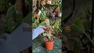 RESCUE this Monstera with me monstera plantcaretips growingplants monsteravariegata plants [upl. by Atikahs]