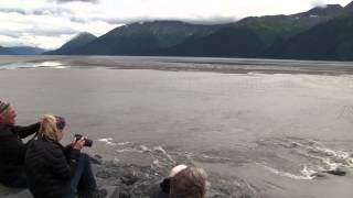 Bore Tide Turnagain Arm Alaska [upl. by Aneehsit812]