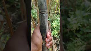 kisanchetna न्यू sugarcane farming 86032 variety shorts [upl. by Rad499]