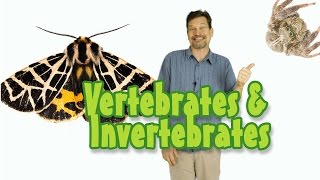 Whats the difference between vertebrate amp invertebrate animals Kids science [upl. by Gustin]