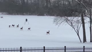 Dozens of deer frolic in snow after winter storm in Tennessee [upl. by Helene685]