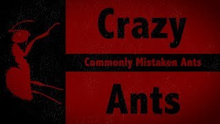 Tawny Crazy Ants  Commonly Mistaken Ants [upl. by Amend698]