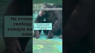 Имеет смысл только Любовь❤️ shortvideoмилыеживотныеобезьянашортсымемтоп [upl. by Etnahsa]