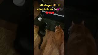 Middagen till mina bebisar 🐈💕🐈‍⬛❤️🍀❤️🍀❤️ [upl. by Baynebridge]