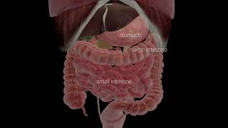 Gastric Bypass Animation Grand Strand Bariatric Surgery [upl. by Michael441]