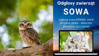 Sowa  odgłosy sowy DŹWIĘKI JAKIE WYDAJE SOWA  ODGŁOSY ZWIERZĄT DLA DZIECI [upl. by Odlopoel]