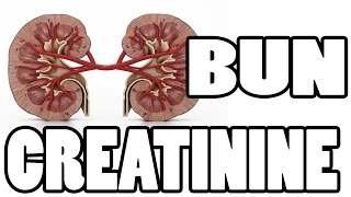 ✔✔✔ What is BUN and Creatinine  Kidney Function Test ✔✔✔ [upl. by Bergess]