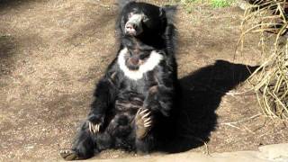 Sloth Bear can do it himself [upl. by Naquin580]