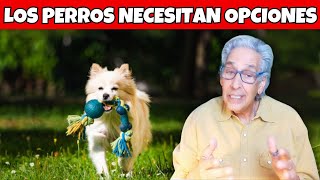 Tu perro necesita autonomía [upl. by Norrahs]