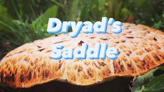 Dryad’s Saddle aka Pheasant’s Back Mushroom  How To Cook It [upl. by Bortz]