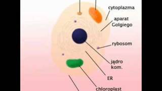 Budowa komorki Eukariotow [upl. by Chamberlin]