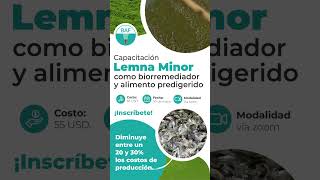 Lemna Minor como biorremediador y alimento predigerido [upl. by Ilime]